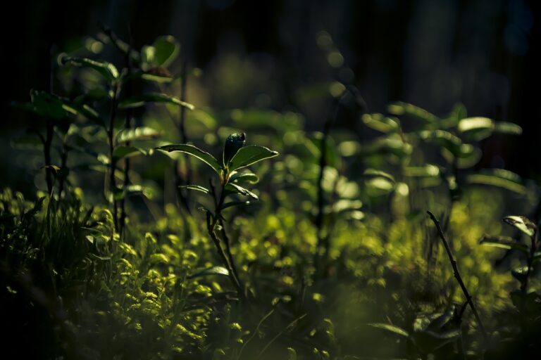 plant, nature, green-6917093.jpg